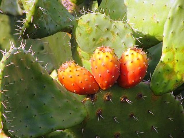 Cactus Nopales (Ελληνικά φραγκόσυκα Μάνης), το νέο super food [βίντεο]