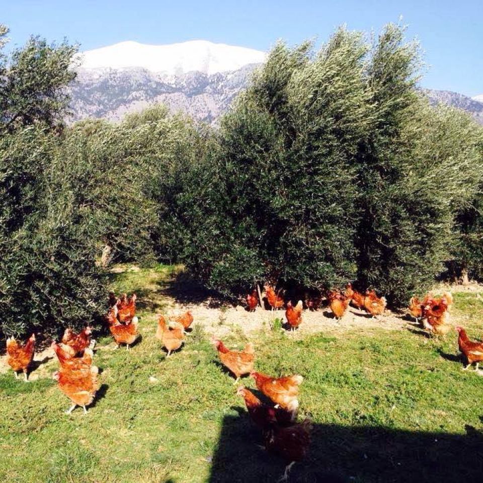 Φρέσκα Αυγά Βιολογικής Γεωργίας